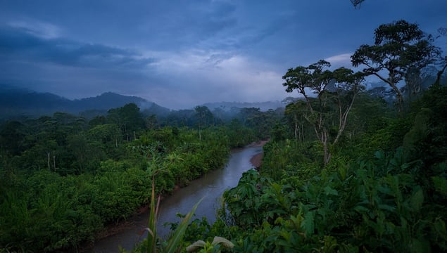 Amazon Rainforest