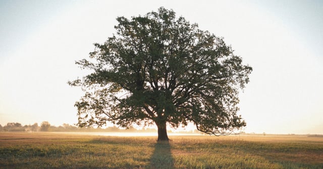 A single broad-crowned tree during sunset