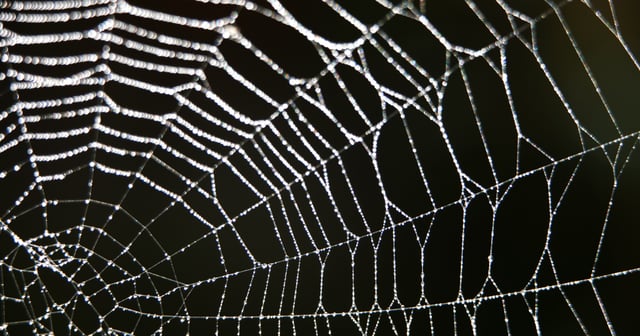 Spider web against a black background