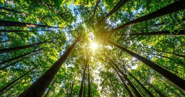 Worms eye view of trees and the sky