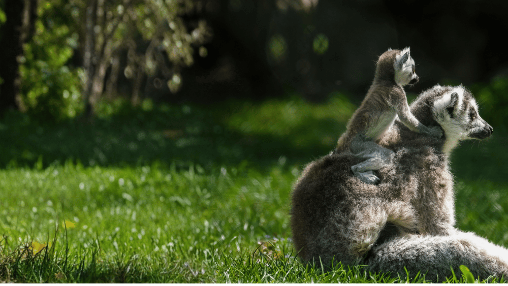 Baby lemur with mother