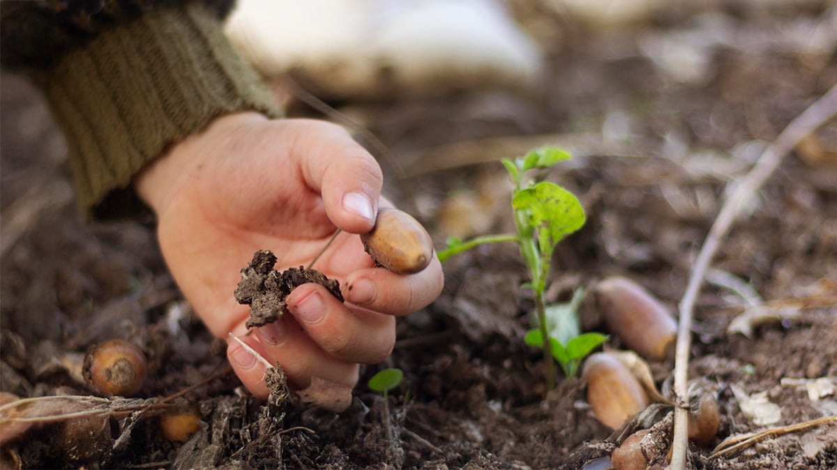 close-up-hand-picking-acorns-expand-1200x675