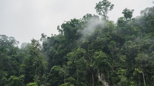 lush green forest with mist