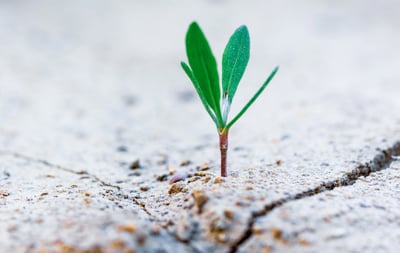 Plant growing from desert crack