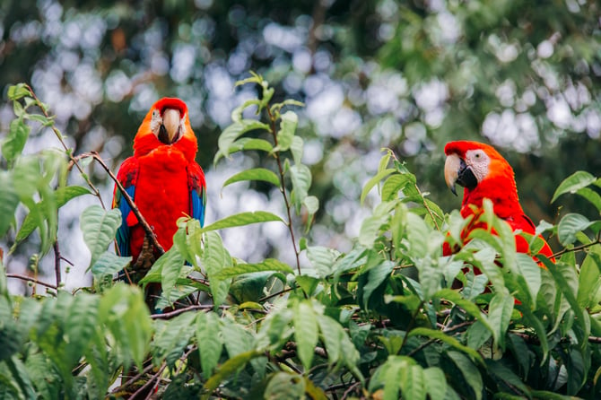 two parrots sitting atop tree in rainforest