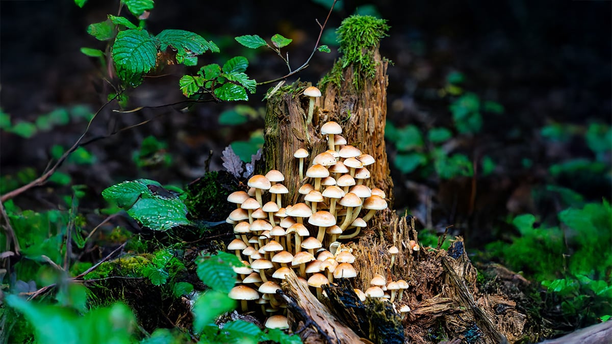 landsmann-tPYRbKKA3D0-unsplash-expand-3-1200x675