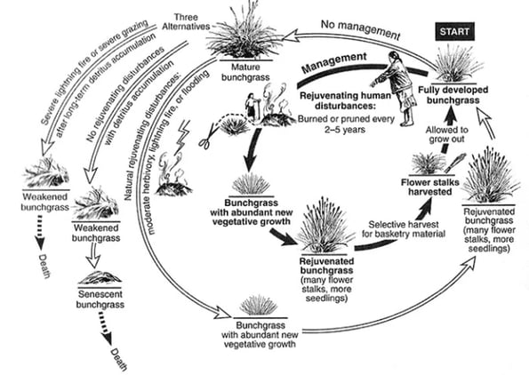 traditional management of deergrass