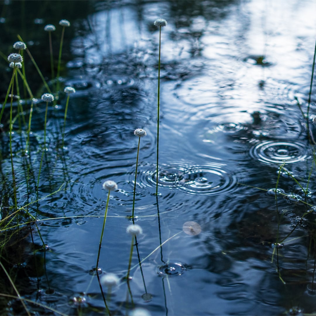 Small white flowers on tall thin stems rising out of ripples in dark blue water