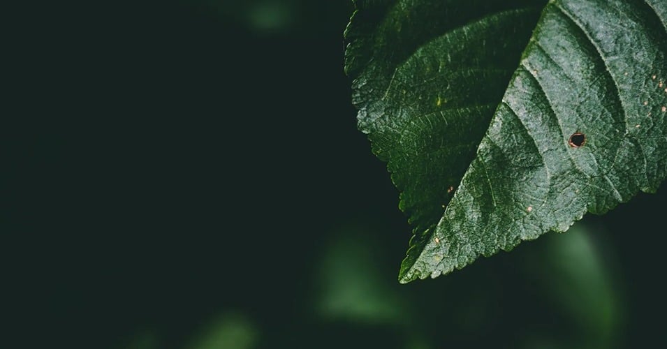 A close up shot of a leaf