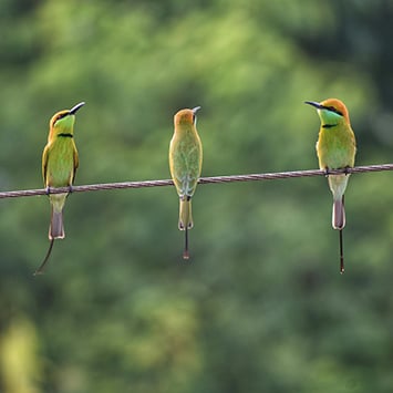 birds on a wire-pexels-vishalgovada-5586233-355x355