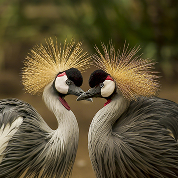 identical birds-pexels-pixabay-45853-355x355