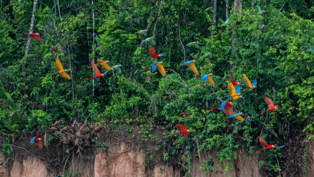 A group of parrots flying together