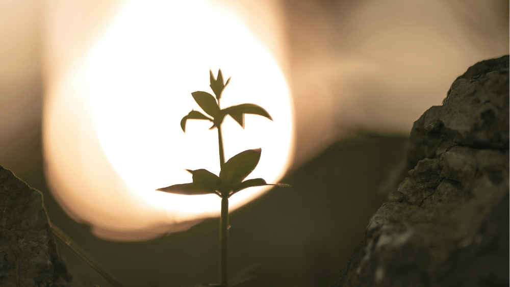 A plant sprouting from rocks