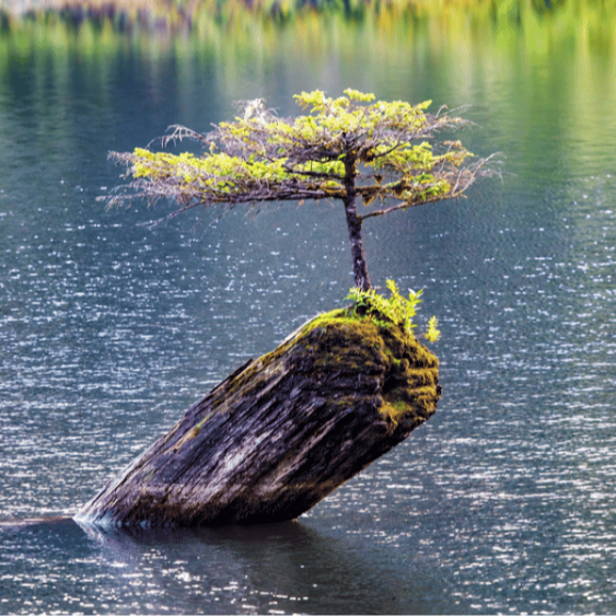Tree growing out of a stump in the water