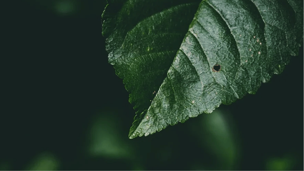 leaf