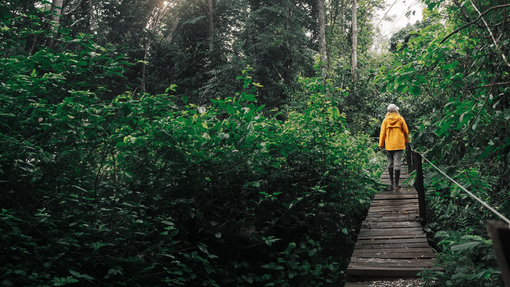 Woman walking through the rainforest Woman walking through the rainforest