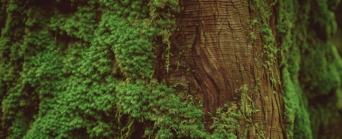 Moss growing on a tree bark