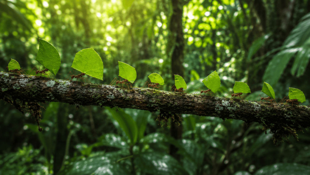 Ants carrying leaves along a branch