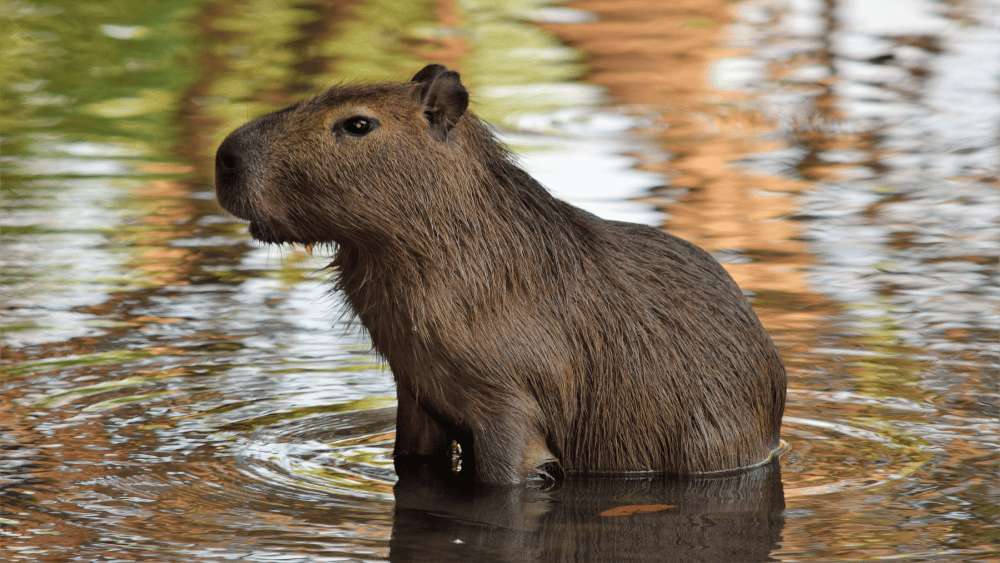 Young capybara