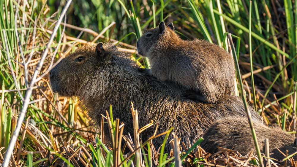 Adult capybara with youth