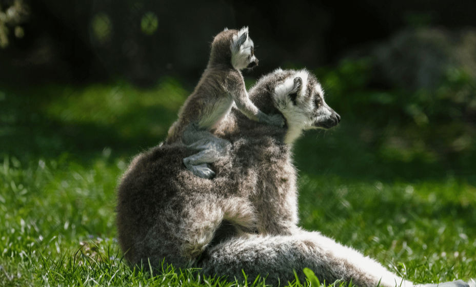 An adult lemur with a baby lemur on its back