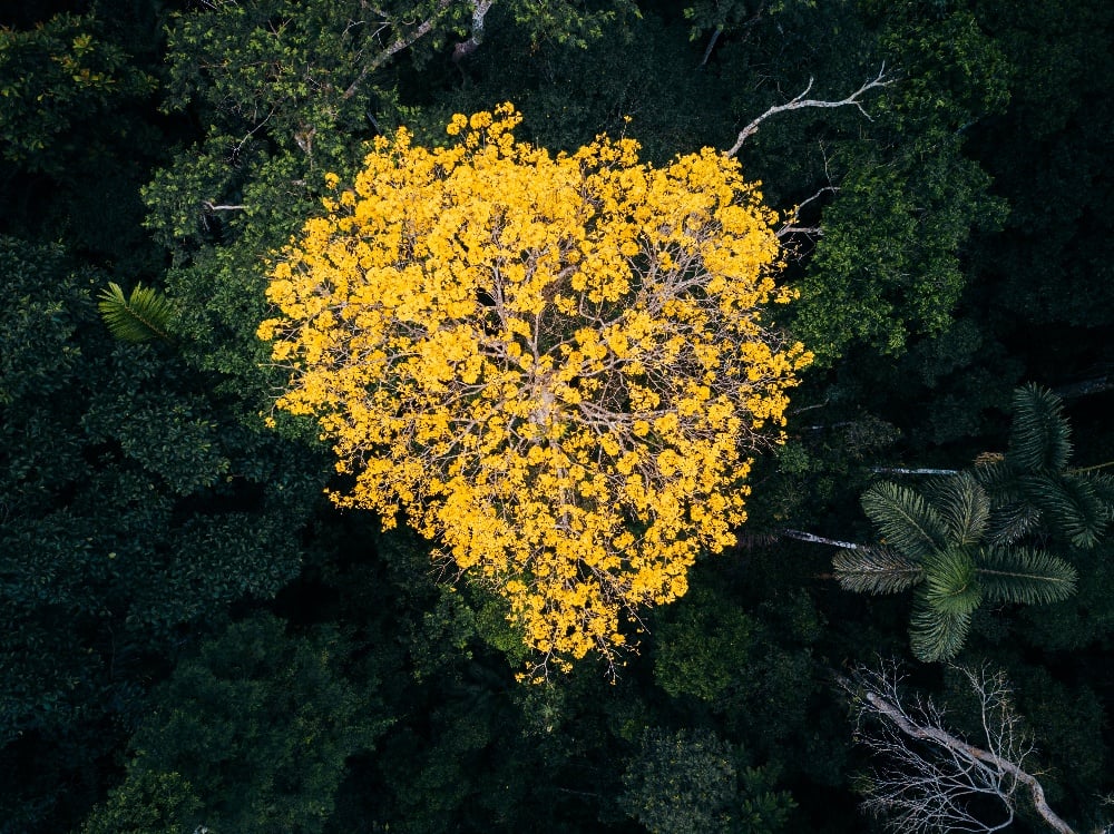 aerial view of yellow tree in rainforest
