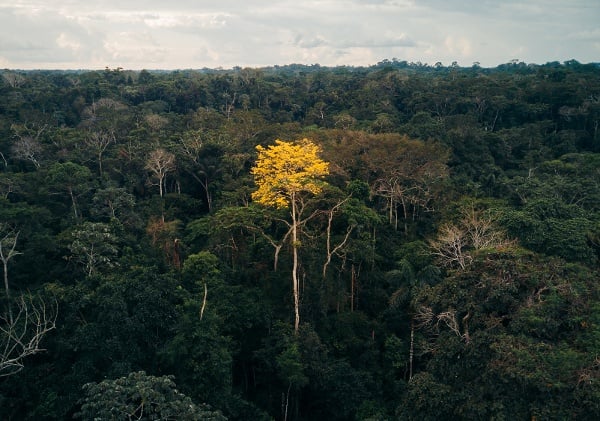 yellow tree among green trees in forest