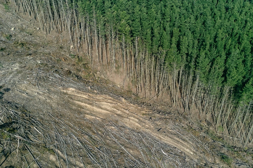 land that is half deforested