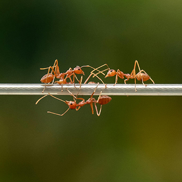 leafcutter ants–pexels-estiak13-11942086-355x355-v2