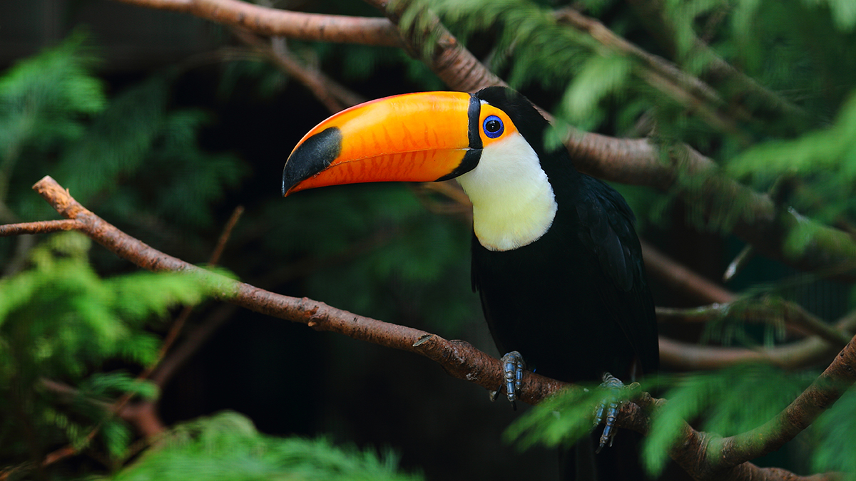 selective-focus-shot-toucan-standing-tree-branch-1200x675