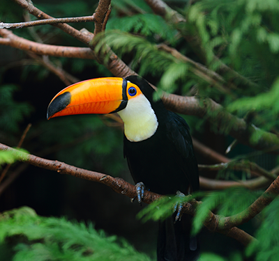 selective-focus-shot-toucan-standing-tree-branch-expand-400x375